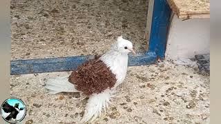 FrillBack Pigeon , yellow saddle, blue saddle and cream saddled