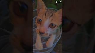 cat is looking me#shortvideo #cutecat #shorts #viralshorts #tiktok #trending #comedy #funnyvideo