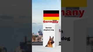 dog from different countries | Afghanistan Honda Dog | germany shepherd dog #shorts #shortvideo