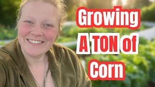 Growing a TON of Sweetcorn: What You NEED To Know: Allotment Garden