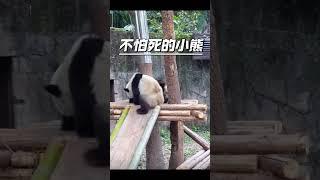 #国宝熊猫 顶流熊猫兄妹打架真是妈妈不在身边，打起来真像小学生啊 #cute