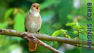 Forest Birdsong Nature Sounds - Relaxing Bird Sounds for Sleeping, Study & Work