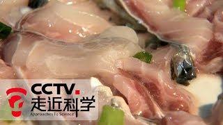 《走近科学》 不换水的鱼塘：脆肉鲩到底是啥鱼？20190521 | CCTV走近科学官方频道