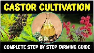 Castor cultivation - Complete Guide | Castor Farming