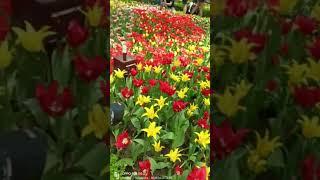 beautiful flower dome #beautiful #singapore #flower #travel #paulina