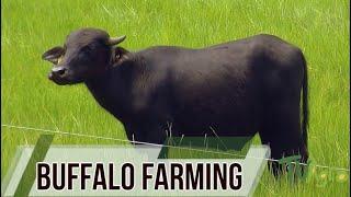 Buffalo farming - TvAgro by Juan Gonzalo Angel