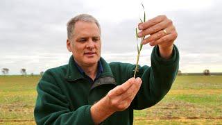 Long coleoptile wheat: Approach and results from the first season