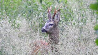 Poranek na rogaczach // Roebuck morning