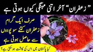 saffron is the world's most expensive spice | saffron field | saffron ki kasht in pakistan