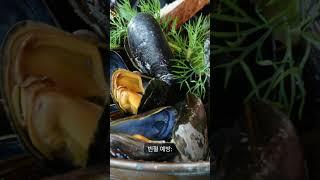 100세까지 사는방법!홍합을 꼭 먹어야하는 8가지이유는?
