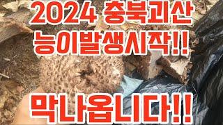 충북괴산 2024년 첫 능이 채취!! 작은유생들 바글바글 올라옵니다!!  #송이버섯  #식용버섯 #독버섯