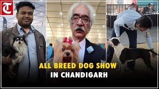 All breed dog show organised at Chandigarh's Sector 17 Parade Ground