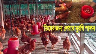 লেয়ার মুরগীর ফার্ম । Chicken Lear Farm.