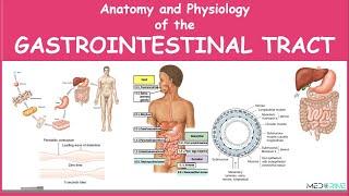 Anatomy and Physiology of the Gastrointestinal Tract Simplified