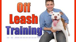 Train your Dog to be OFF LEASH: The First Steps