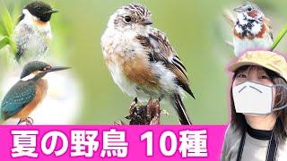 夏の草原は鳥がいっぱい【野鳥撮影vlog】