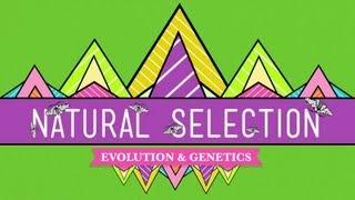 Natural Selection - Crash Course Biology #14