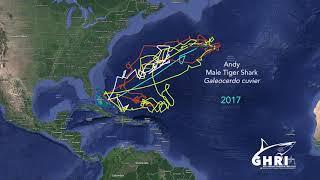 Andy the Tiger Shark - Massive Migration!