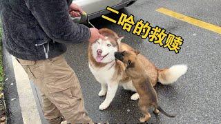 小馬犬不肯拴繩，讓二哈當反面教材，結果跑丟了！#哈士奇 #husky #pets #黃狗 #萌宠 #狗狗 #寵物