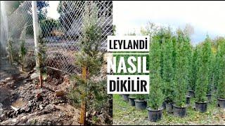 Leylandi ağacı nasıl dikilir. Leylandi  ağaç özellikleri. Leylandi bakımı  #tniyhouse