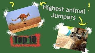 Top 10 highest animal jumpers