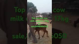 Top sahiwal cow milk capacity 17kg Rajput dairy farm Haryana Bhiwani Sandeep 8198986050