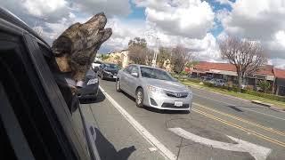 Dog Howling with Responding Fire Engine P.1