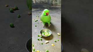 too much  angry  parrot #parrot #talkingparot #nonstoptalkingparrot #funny #angryparrot #shorts