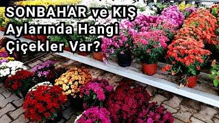 SONBAHAR ve KIŞ Aylarında Çiçekçilerde Hangi Çiçekleri Bulabiliriz? Sonbahar, Kış Çiçekleri.