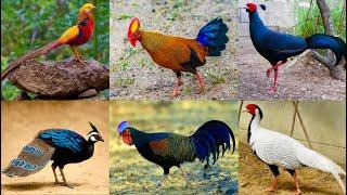 All Breed Pheasant Farm, jungle fowl Murgi, Dekhne Tater Sound Chand Chakor Chiks Hsn Entertainment