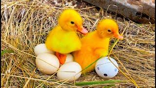 Funny Ducklings