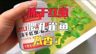 有了冻干红虫做鱼食，孔雀鱼越养越皮实