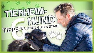 Hund aus dem TIERHEIM zieht ein ▶︎ 6 Tipps für einen guten Start