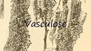 How to Pronounce Vasculose?