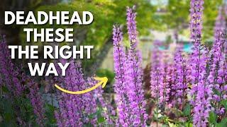 Deadheading Salvia Plants: Everything You Need to Know #salvia #garden #flowers