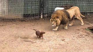 Lion missed his dachshund friend so much he stopped eating - then something amazing happened