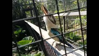 Laughing Kookaburra | Nature 2022 | MVR Videos