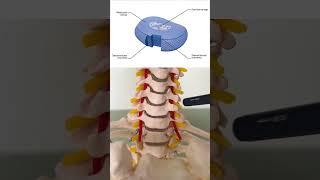 Анатомия шеи за 1 минуту! Строение шейного отдела позвоночника. #позвоночник #спина #анатомия