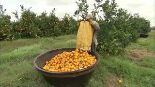 Oranges - Harvesting