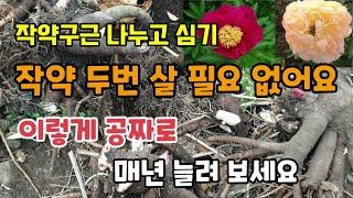 작약키우기 작약구근 나누고 심는방법 비싼작약뿌리 또 사지 말고 "이렇게 공짜로" 매년 늘려보세요. 작약번식법