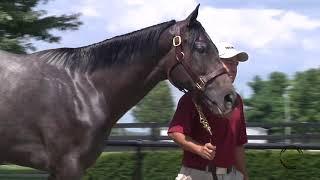 Hip 203 Miss Macy Sue 17