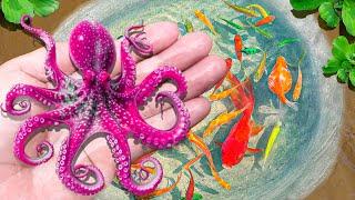 Amazing Catch Ornamental Tiny Octopus, Phoenix Fish, Angelfish, Discus Fish, Catfish, Turtle, Ranchu