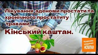 Лікування аденоми простати народними методами. Лікування простатиту травами. Кінський каштан.