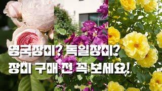 영국장미? 독일장미? | 장미 구매 전 필청 영상 | 장미 브랜드와 특징, 판매처까지 한 번에 알려드려요~