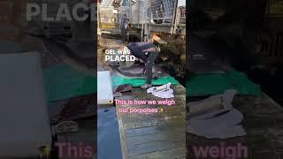 Porpoises Get Weighed In An Interesting Way By Marine Biologist