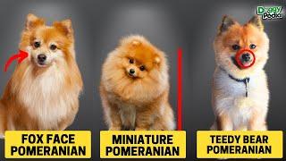 6 Different Types Of Pomeranian - Which Is Right For You?