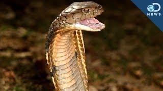 How Snakes Got Their Venom