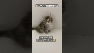 【子猫販売】#サイベリアン #cats #ペットショップ #ねこランド #春日部