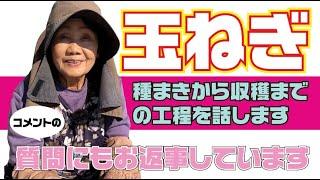 玉ねぎ育て方、種まきから収穫までにやることを解説しています【玉ねぎ】【育苗】【トウ立ち】【土作り】【肥料】【腐りにくい玉ねぎ】