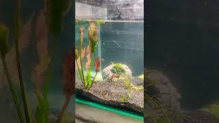 #shortvideo #aquarium #fishaquarium  cichlid plantation tank